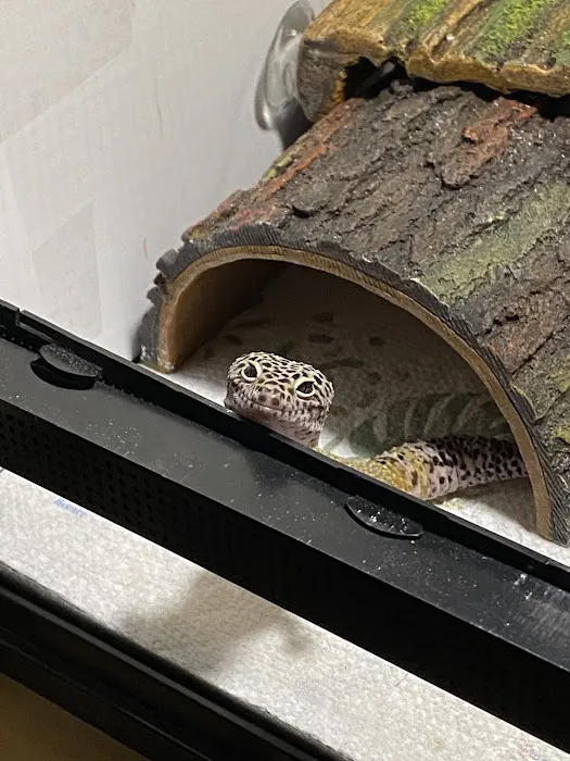Self Trusted Reptiles Picture 6