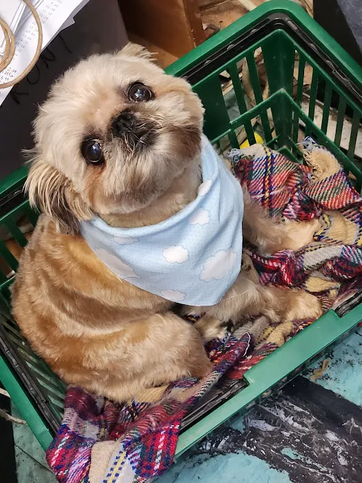 Arcadia Pets of Staten Island Picture 9