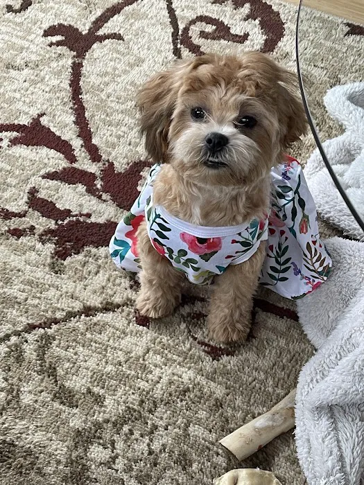 Arcadia Pets of Staten Island Picture 7