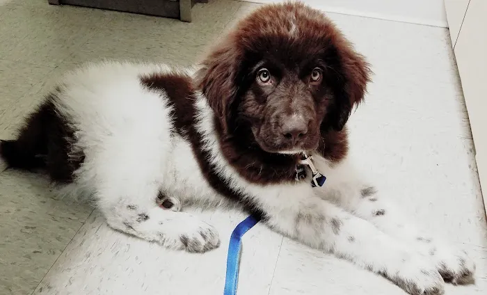 Cherry Hill Animal Hospital Picture 5