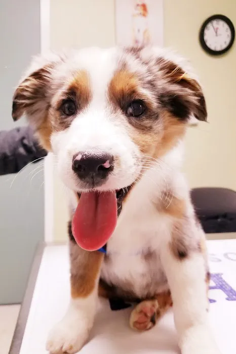 Cherry Hill Animal Hospital Picture 7