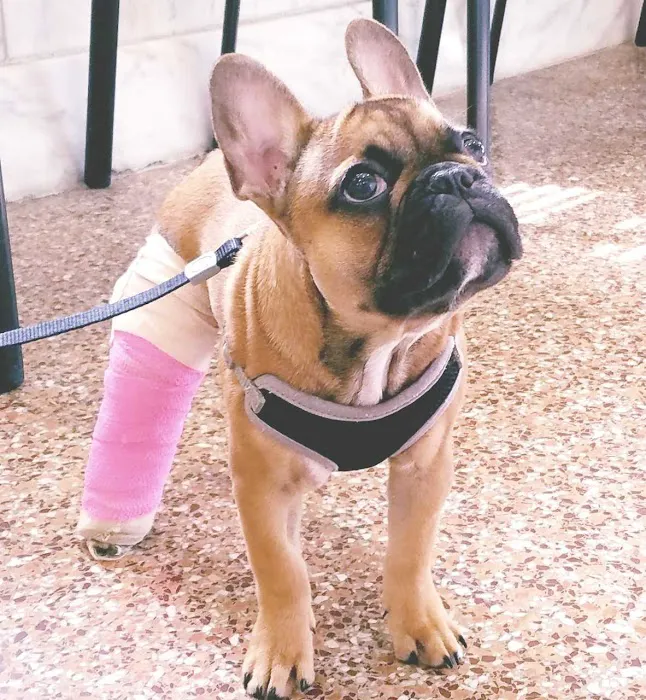 Cherry Hill Animal Hospital Picture 8