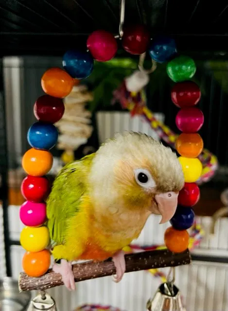 TP Birds Picture 1