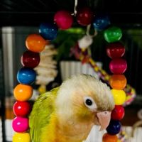TP Birds ico