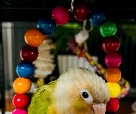 TP Birds