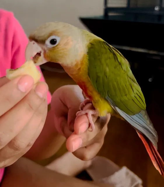 TP Birds Picture 2