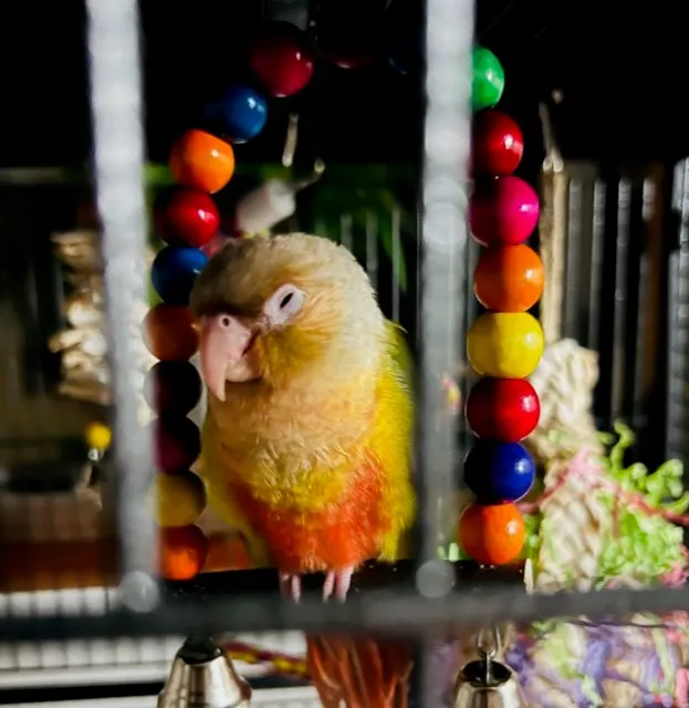 TP Birds Picture 3