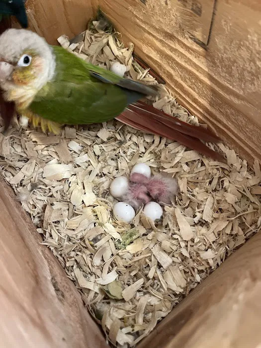 TP Birds Picture 7