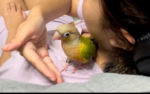 TP Birds Picture 4