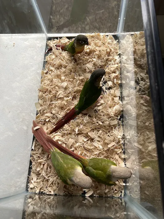TP Birds Picture 6