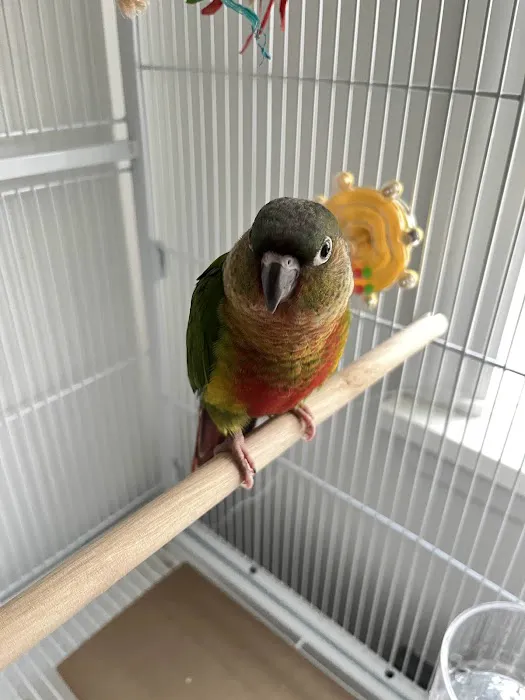 TP Birds Picture 10