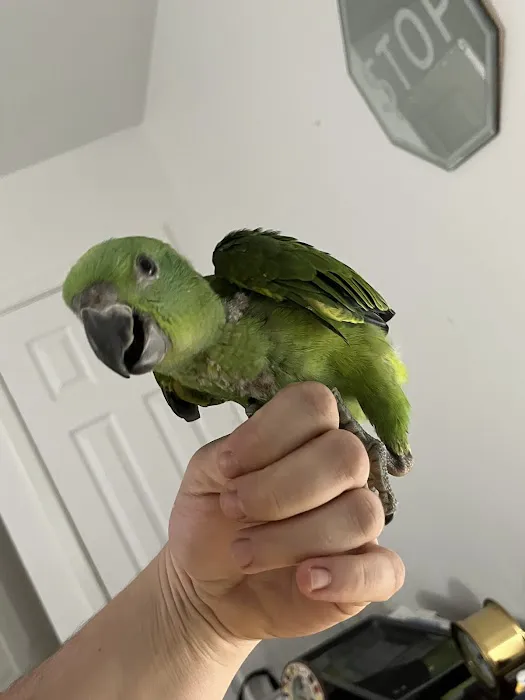 TP Birds Picture 9