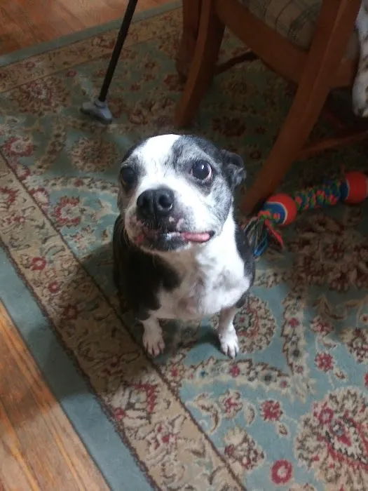 Haven Animal Health Services | Home of PetPT Picture 2