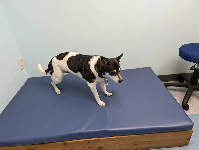 Haven Animal Health Services | Home of PetPT Picture 1