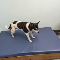 Haven Animal Health Services | Home of PetPT ico