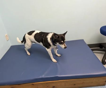 Haven Animal Health Services | Home of PetPT
