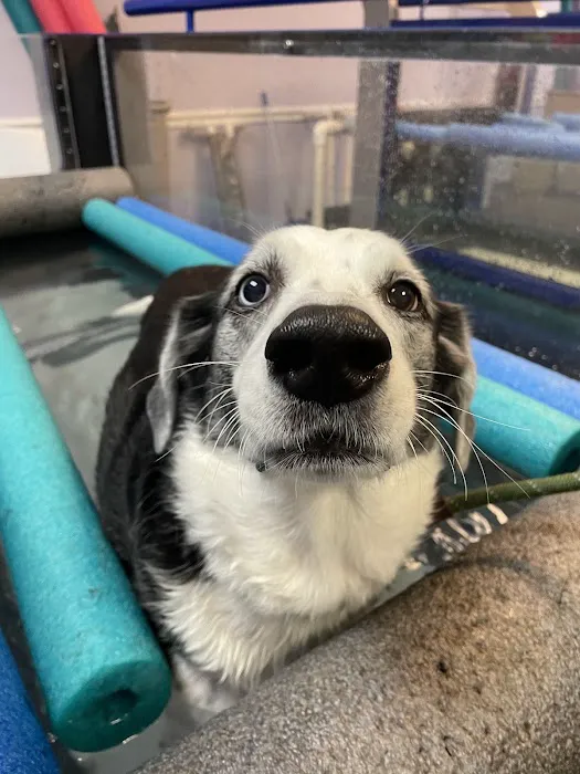 Haven Animal Health Services | Home of PetPT Picture 7
