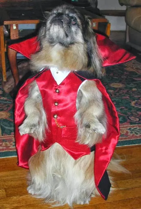 Wraprascal Dog Coats Picture 3