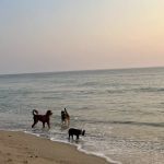 Haddon Vet, LLC