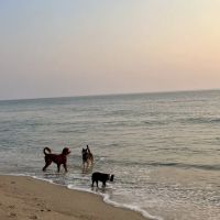Haddon Vet, LLC ico