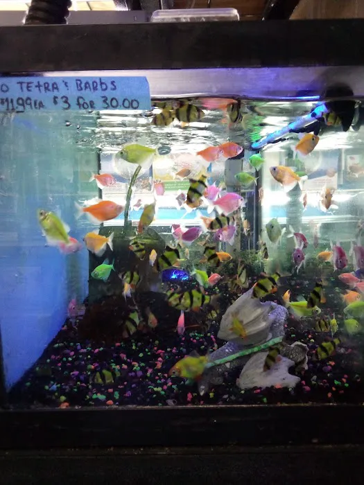 A Land of Pets Picture 5