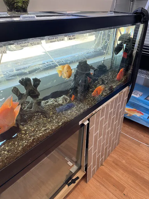 A Land of Pets Picture 10