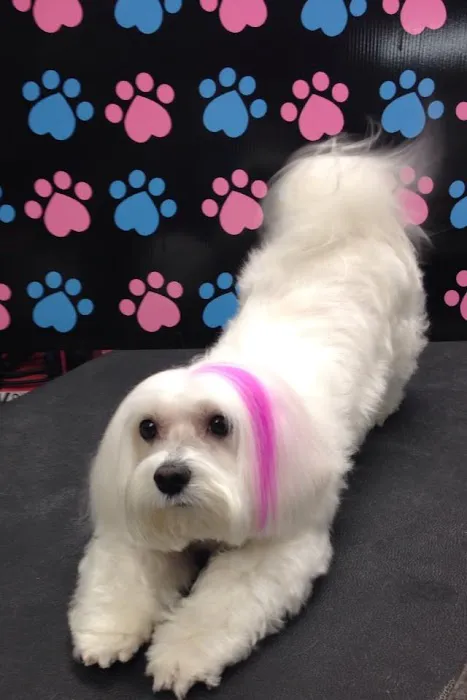 Ironbound Pet Shop Picture 6