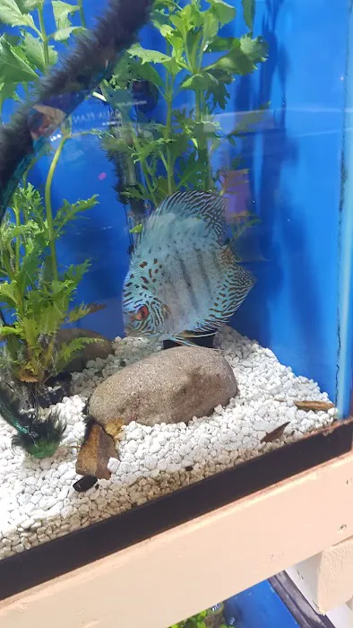 Ironbound Pet Shop Picture 2