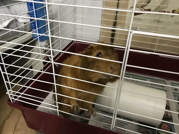 Ironbound Pet Shop Picture 9