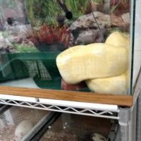 Ironbound Pet Shop ico