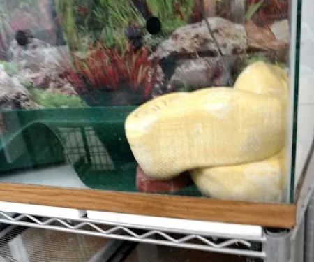 Ironbound Pet Shop