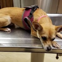Sheehan Veterinary Centre ico