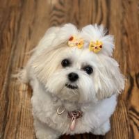 Pet Crew Pet Shop ico