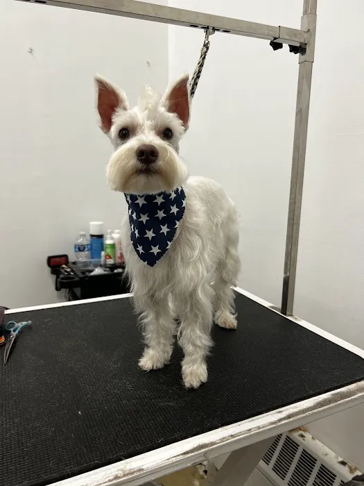 Pet Crew Pet Shop Picture 5