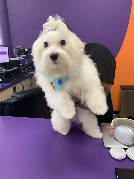 Pet Crew Pet Shop Picture 4