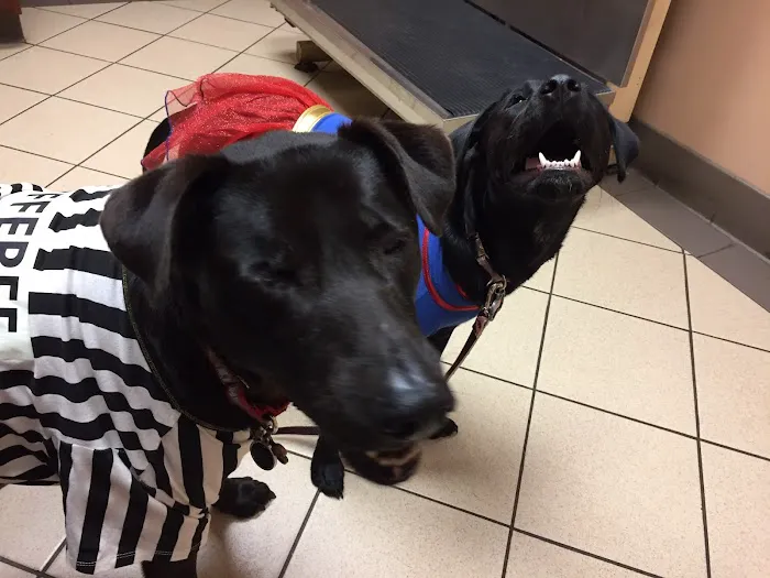 Rothman Animal Hospital Picture 2