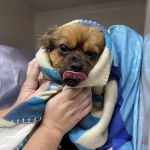 Rothman Animal Hospital