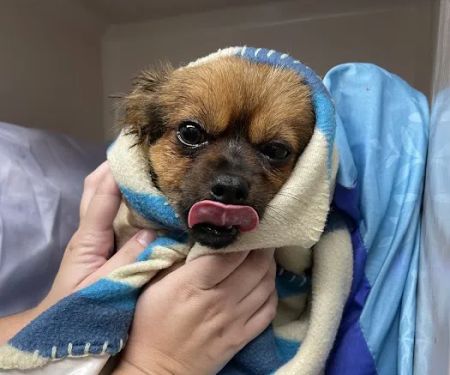 Rothman Animal Hospital