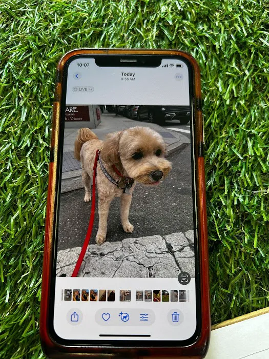 WandererHub Pets Salon - Hamilton Heights Picture 8