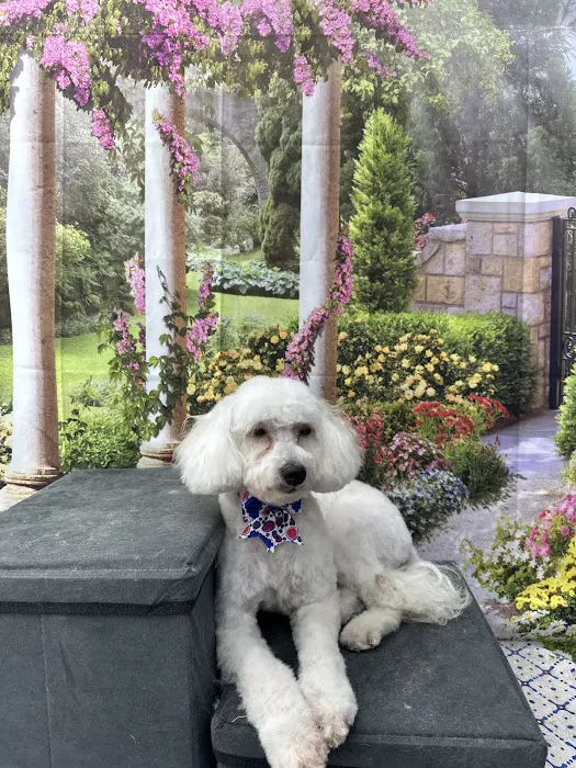 WandererHub Pets Salon - Hamilton Heights Picture 9