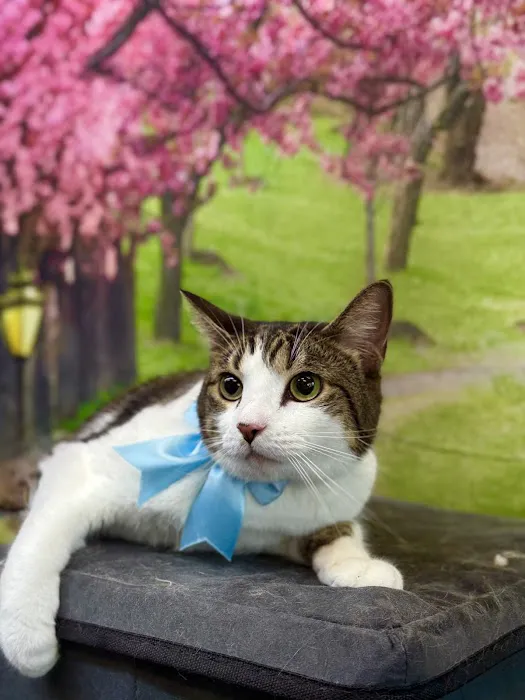 WandererHub Pets Salon - Hamilton Heights Picture 6