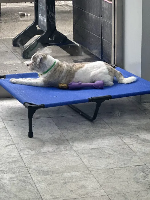 WandererHub Pets Salon - Hamilton Heights Picture 7