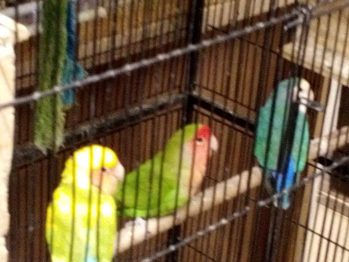 R.S.Pet Center Inc. Picture 4