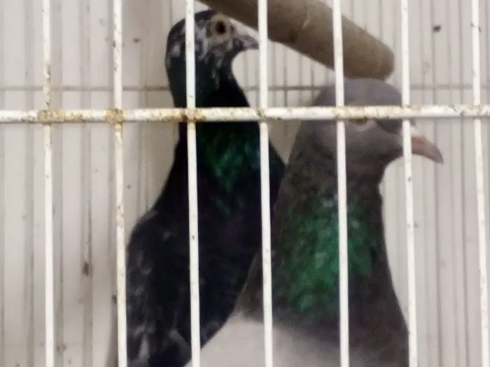 R.S.Pet Center Inc. Picture 8