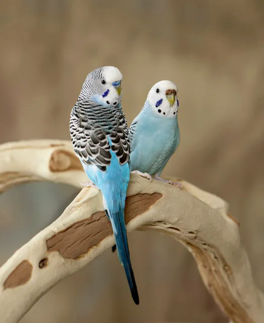 R.S.Pet Center Inc. Picture 7