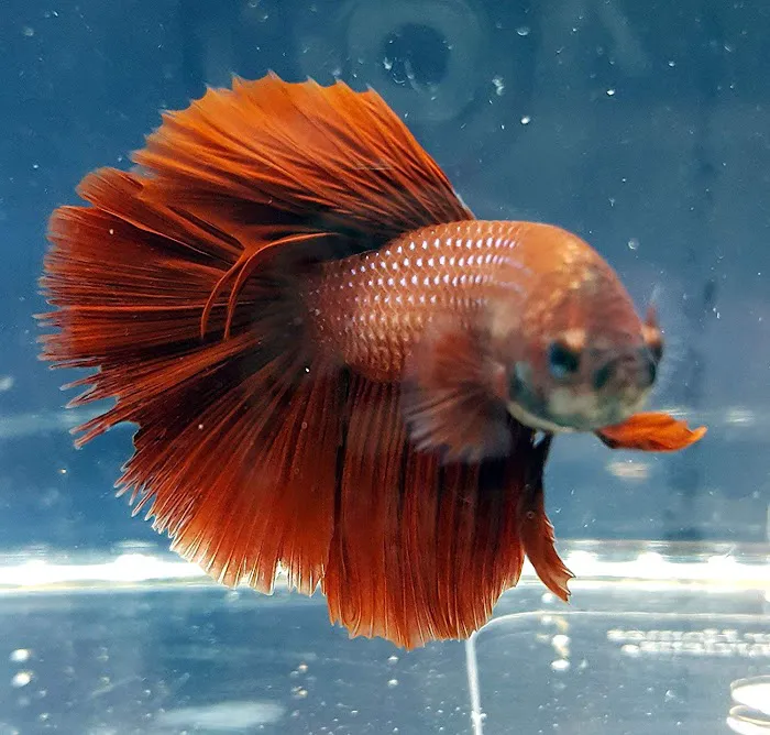 R.S.Pet Center Inc. Picture 10