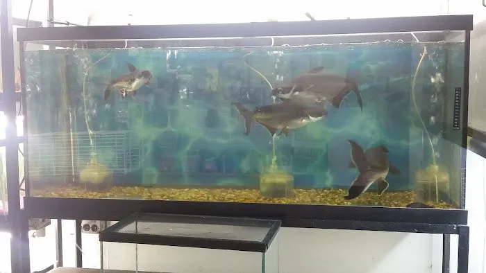 J & J Pet Shop Picture 2