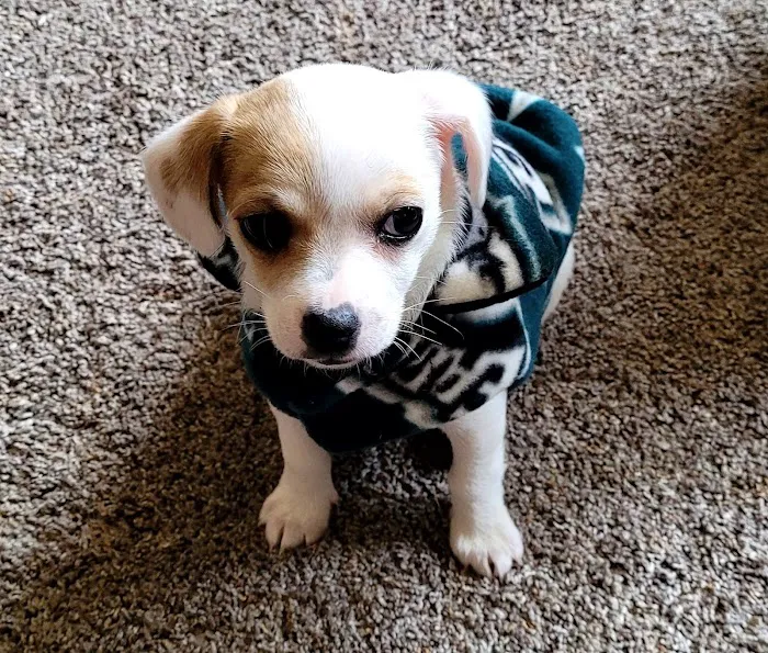 Banfield Pet Hospital Picture 6