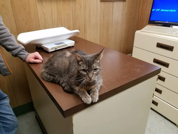 Animal Hospital of Somerdale Picture 10