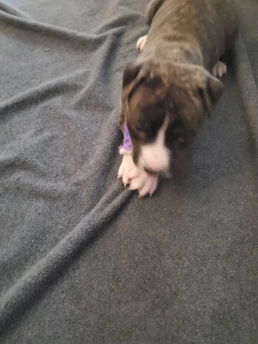 Animal Hospital of Somerdale Picture 8